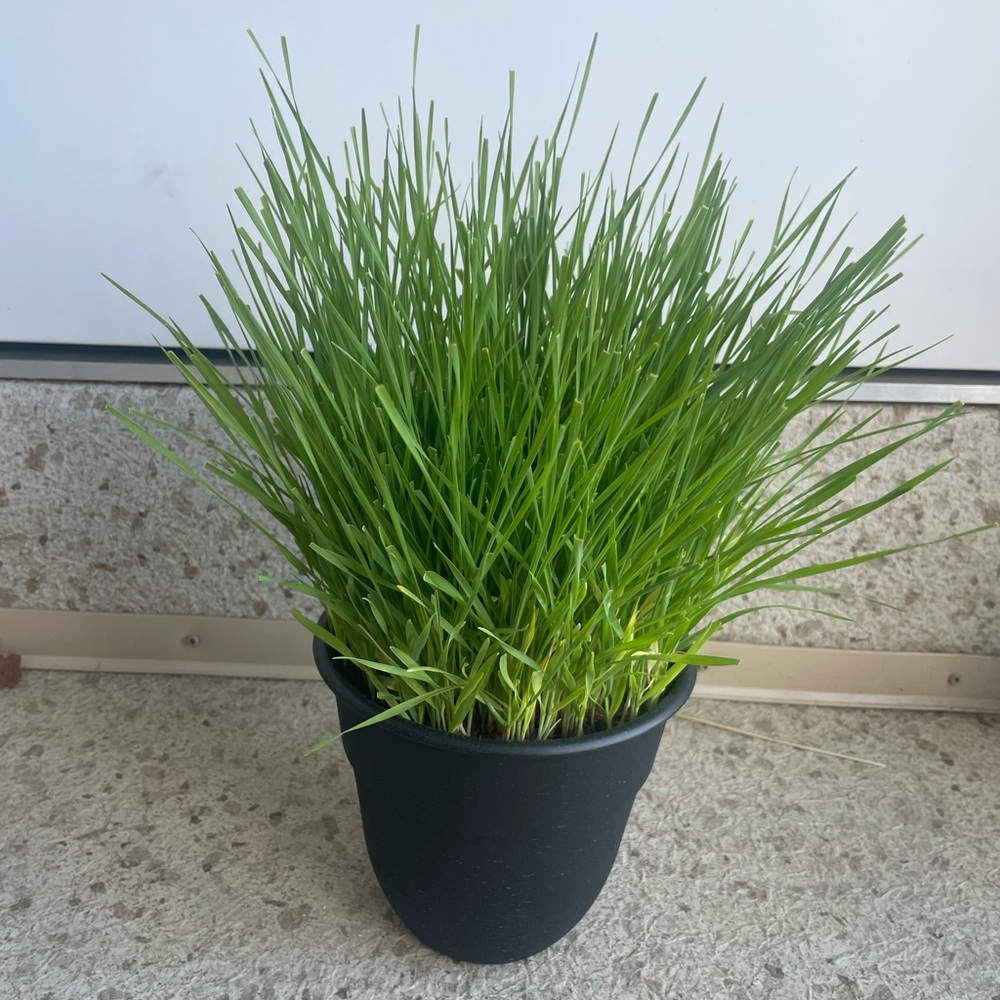 Organic cat grass growing kit with ceramic pot - Picture 3 of 3